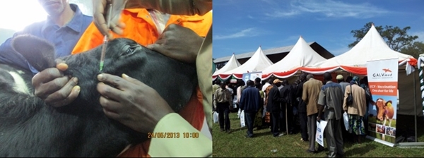 Photo captions (l-r): The Muguga Cocktail ECF vaccination; GALVmed exhibition stand at the Kenya Livestock Producers Association in Kisii